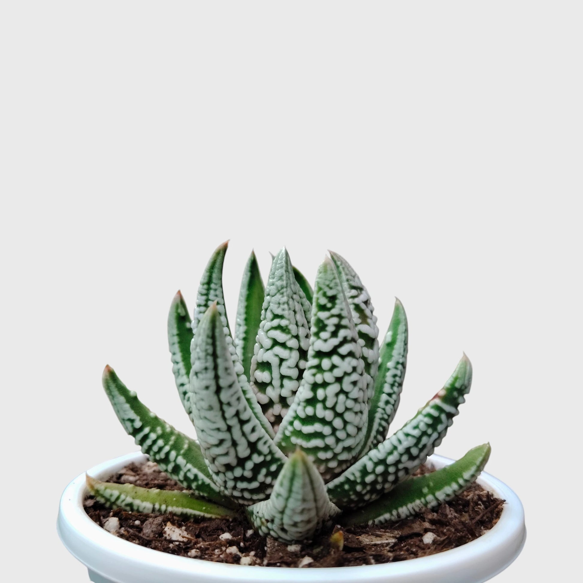 Super White Haworthia Pumila Tears of Angel Hybrid – Rare Premium Collector Succulent