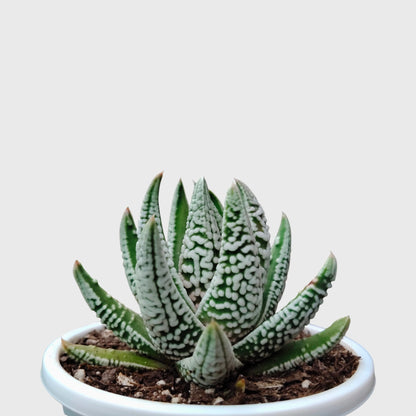 Super White Haworthia Pumila Tears of Angel Hybrid – Rare Premium Collector Succulent