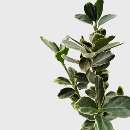 Euonymus Japonicus White Spire – Variegated Evergreen Ornamental Shrub | Upright Landscape Plant | With Pot