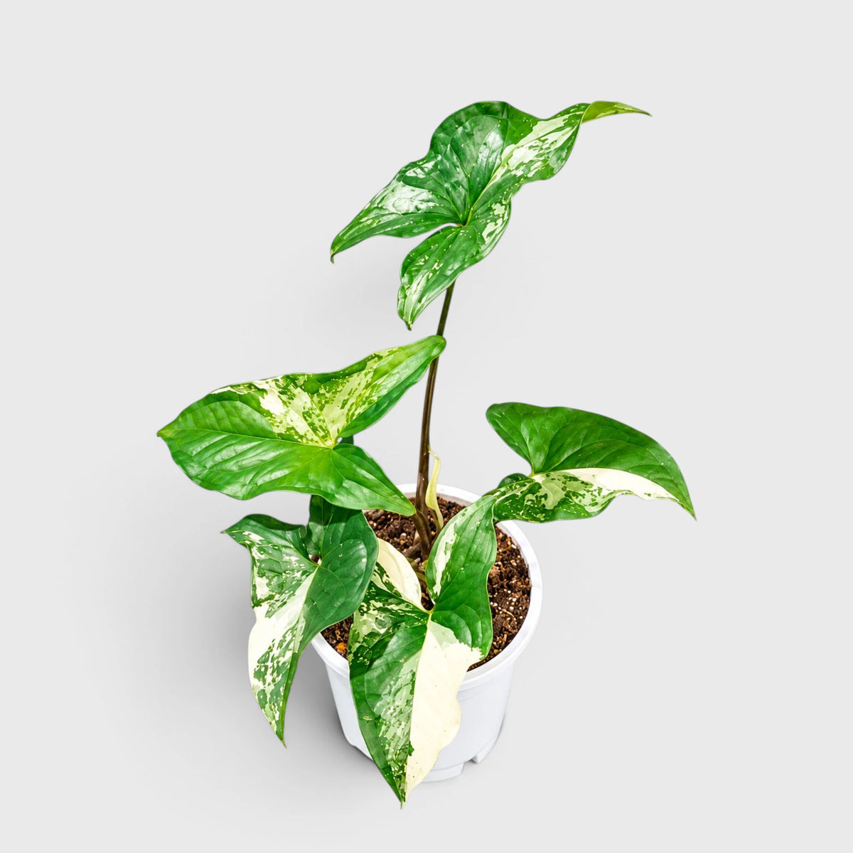 Syngonium White Variegated Plant – White & Green Arrowhead Plant