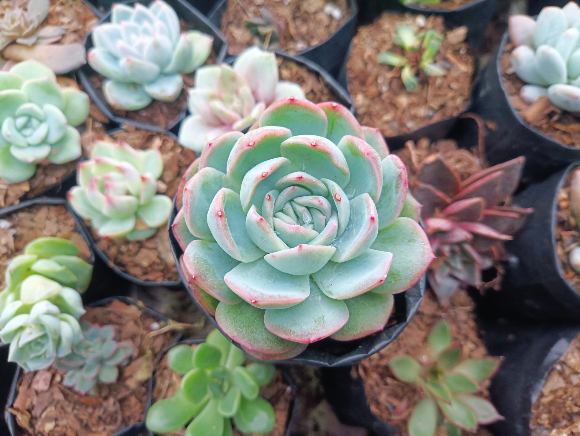 White Mexican Elegance Rose Succulent: Graceful Beauty for Office, Home, and Garden - My Store