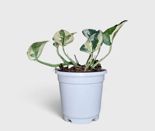 White Money Plant N'Joy Pothos with green and white variegated leaves