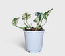 White Money Plant N'Joy Pothos – Variegated Vastu Houseplant