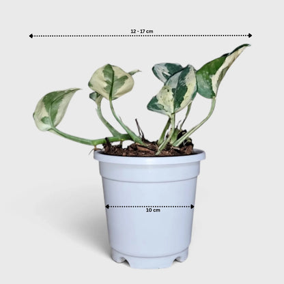 White Money Plant N'Joy Pothos plant size