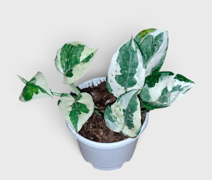 White Money Plant N'Joy Pothos – Variegated Vastu Houseplant