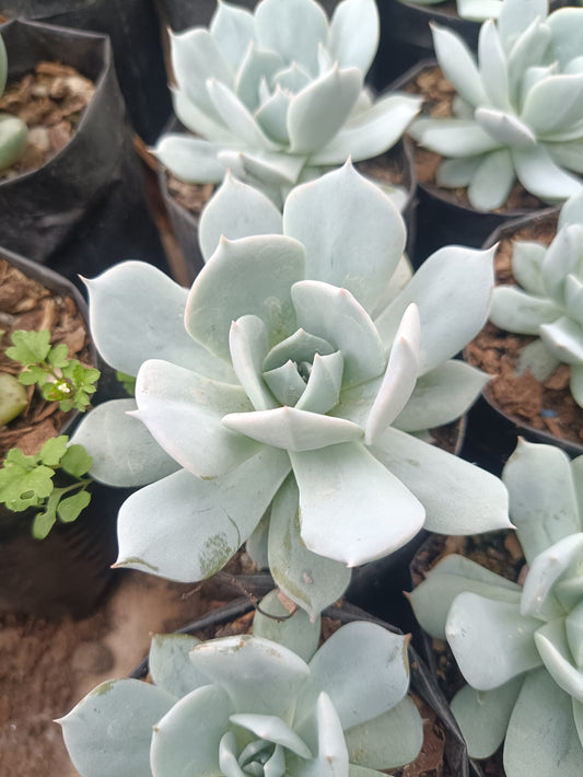 White Prince Echeveria Succulent Plant - Lowest Price Alert! Hurry Up to Get Yours! - My Store