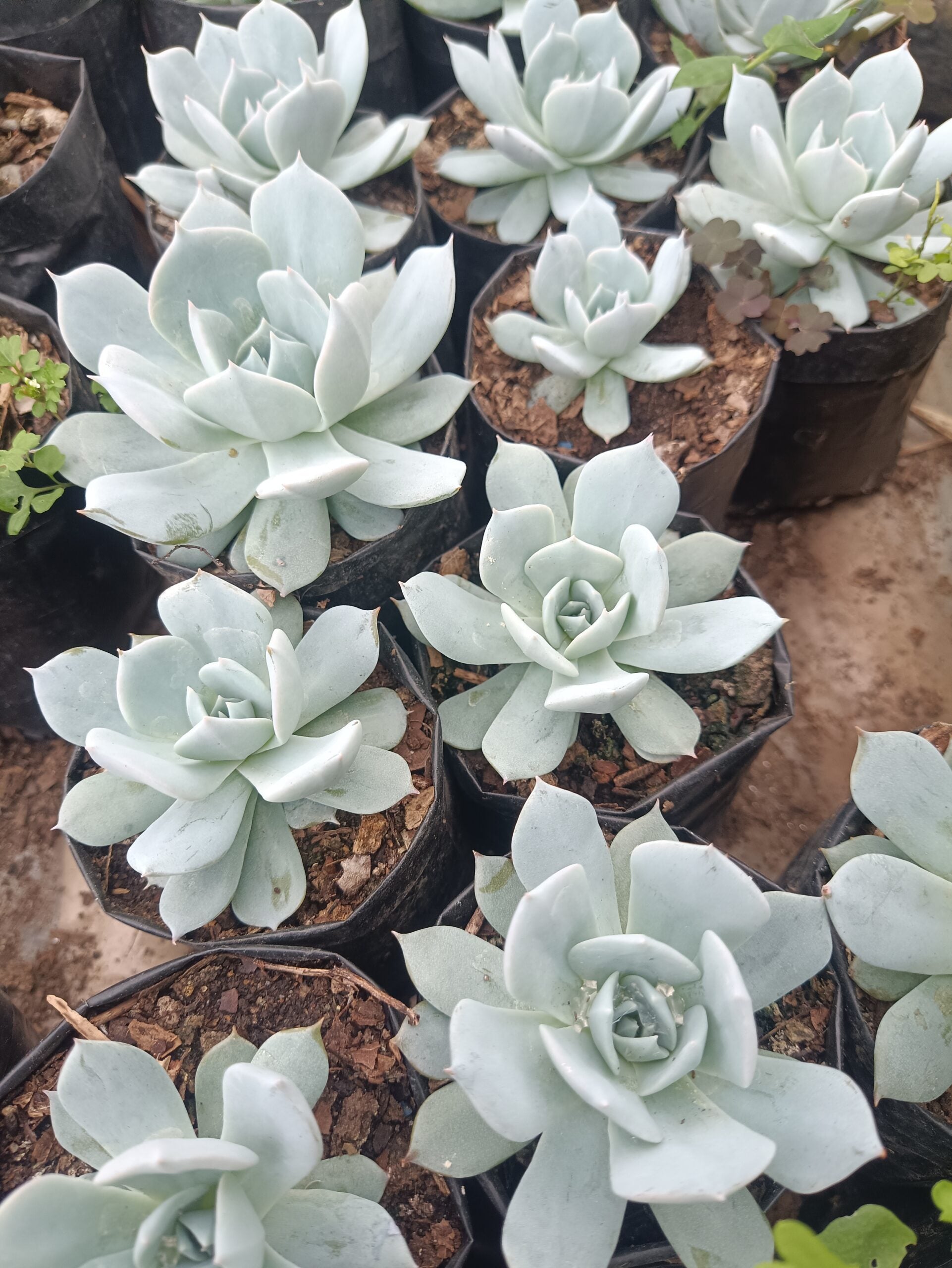 White Prince Echeveria Succulent Plant - Lowest Price Alert! Hurry Up to Get Yours! - My Store