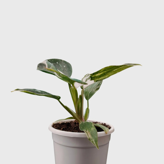 Philodendron White Princess Splash – Rare Variegated Aroid Foliage Indoor Plant