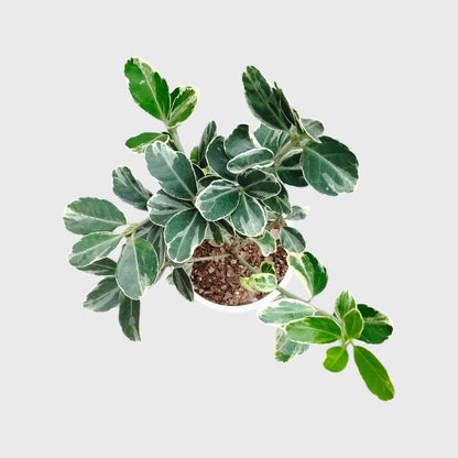 Euonymus Japonicus White Spire – Variegated Evergreen Ornamental Shrub | Upright Landscape Plant | With Pot