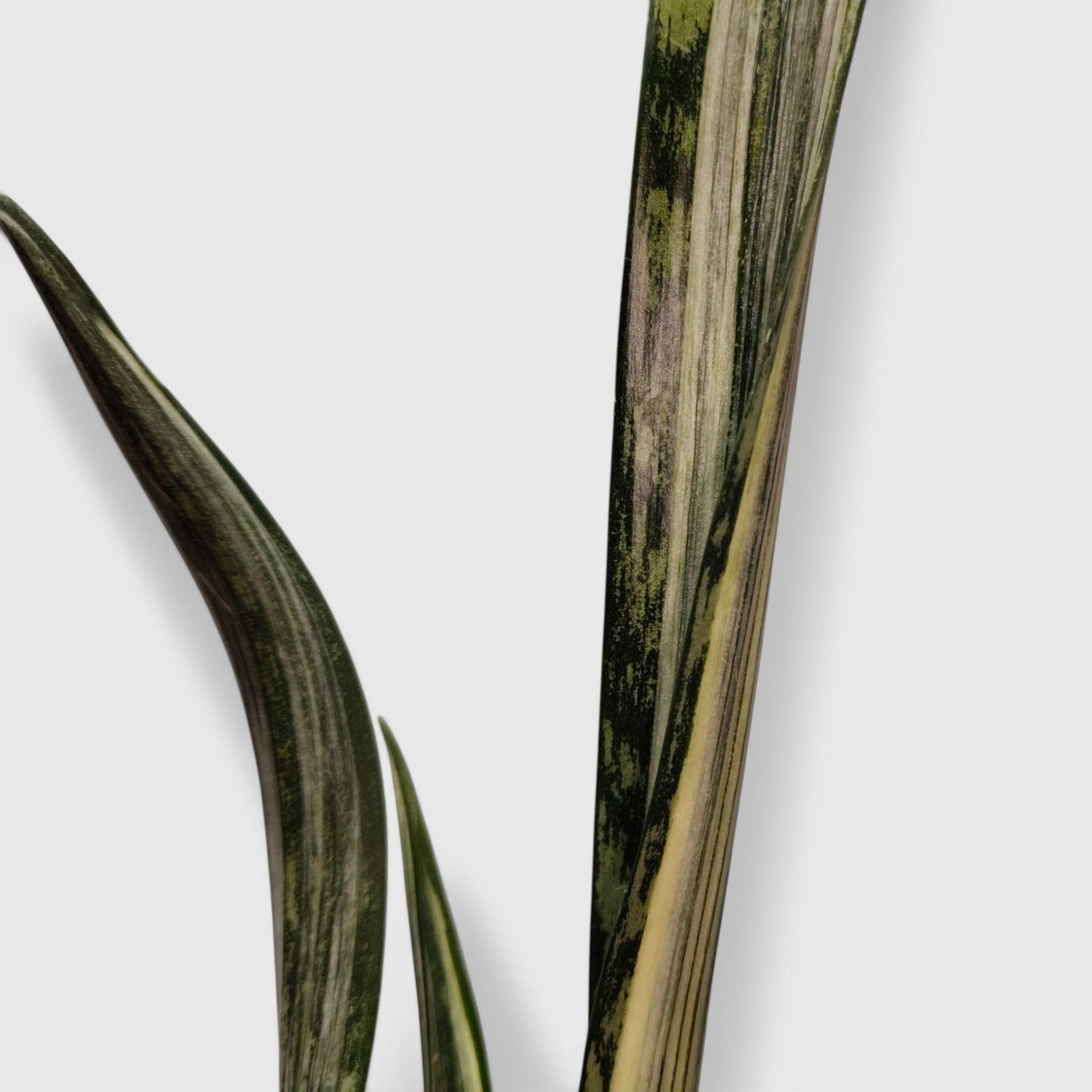 White striped snake plant leaves close up