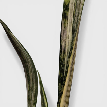 White striped snake plant leaves close up