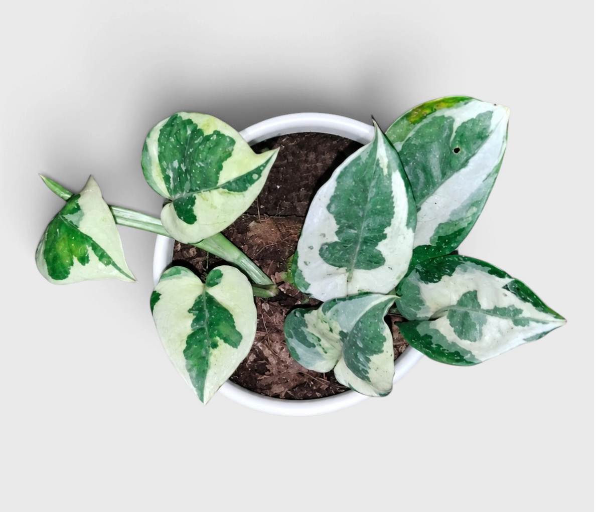 White Money Plant N'Joy Pothos – Variegated Vastu Houseplant