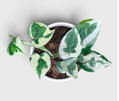 White Money Plant N'Joy Pothos – Variegated Vastu Houseplant