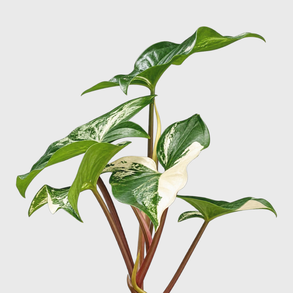 Syngonium White Variegated Plant – White & Green Arrowhead Plant