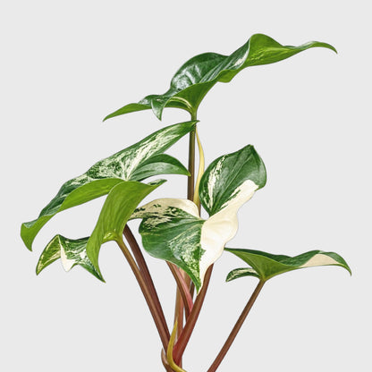 Syngonium White Variegated Plant – White & Green Arrowhead Plant