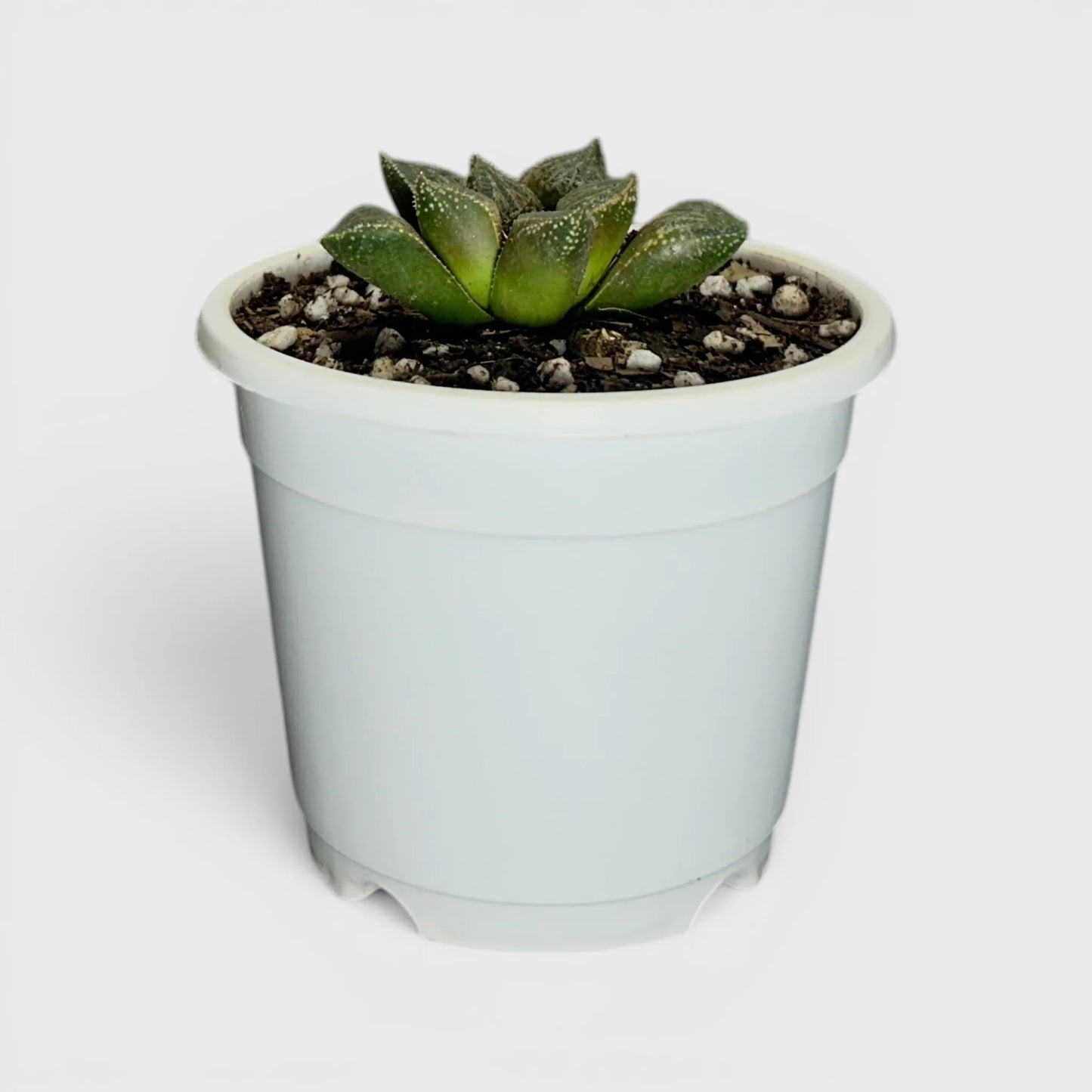 Rare Haworthia Splendens Hybrid SR001 | Seed Grown Collector Succulent | Bare Rooted
