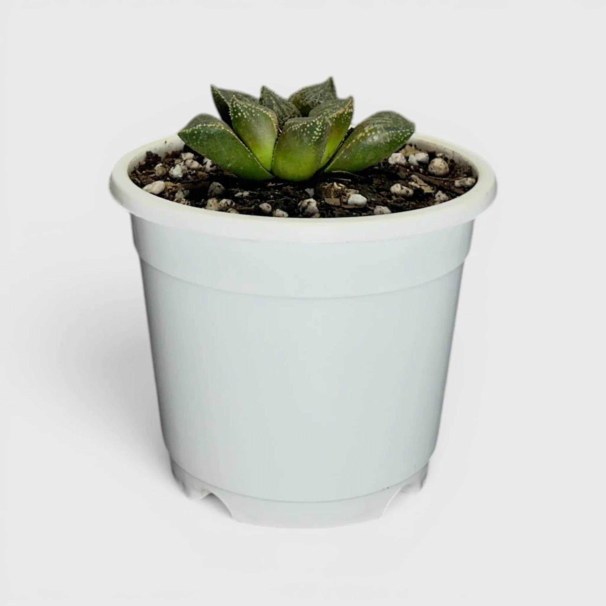 Rare Haworthia Splendens Hybrid SR001 | Seed Grown Collector Succulent | Bare Rooted