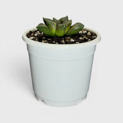 Rare Haworthia Splendens Hybrid SR001 | Seed Grown Collector Succulent | Bare Rooted