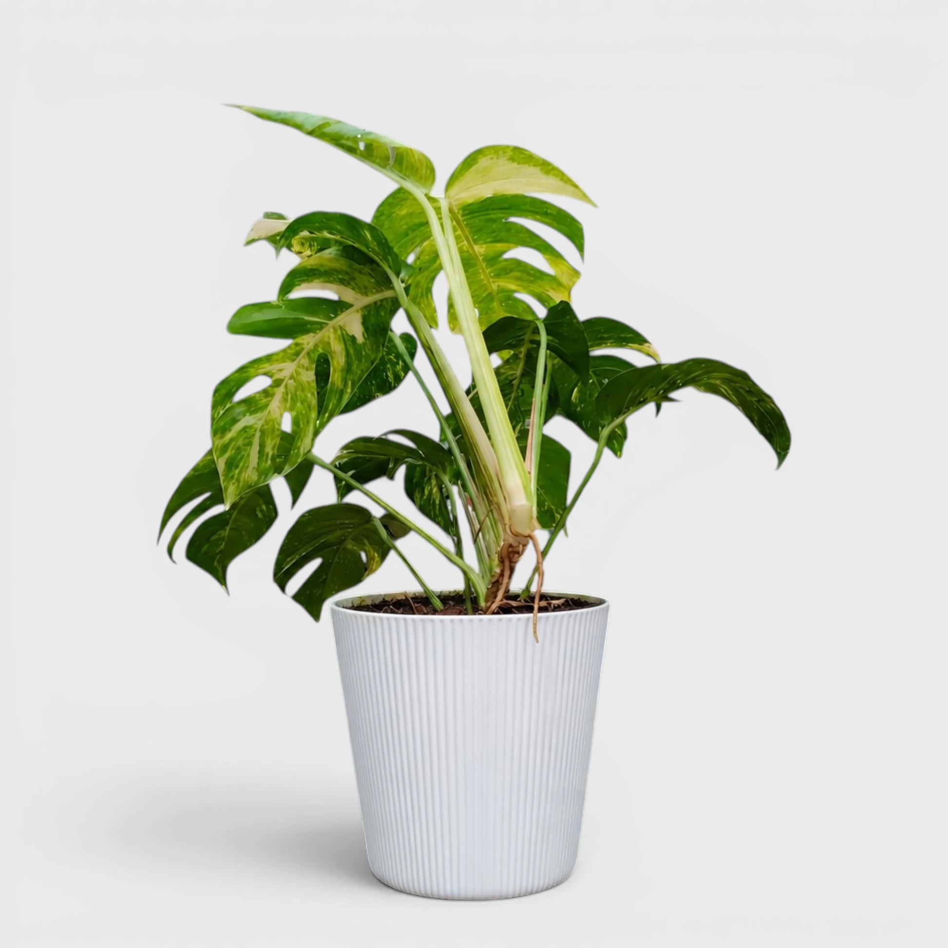 Rare Epipremnum Pinnatum Golden Flame (Cintho Goldfinger) | Big Size Well Rooted Mature Plant