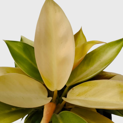 Rare Philodendron Yellow Congo 10–12 Inch Plant