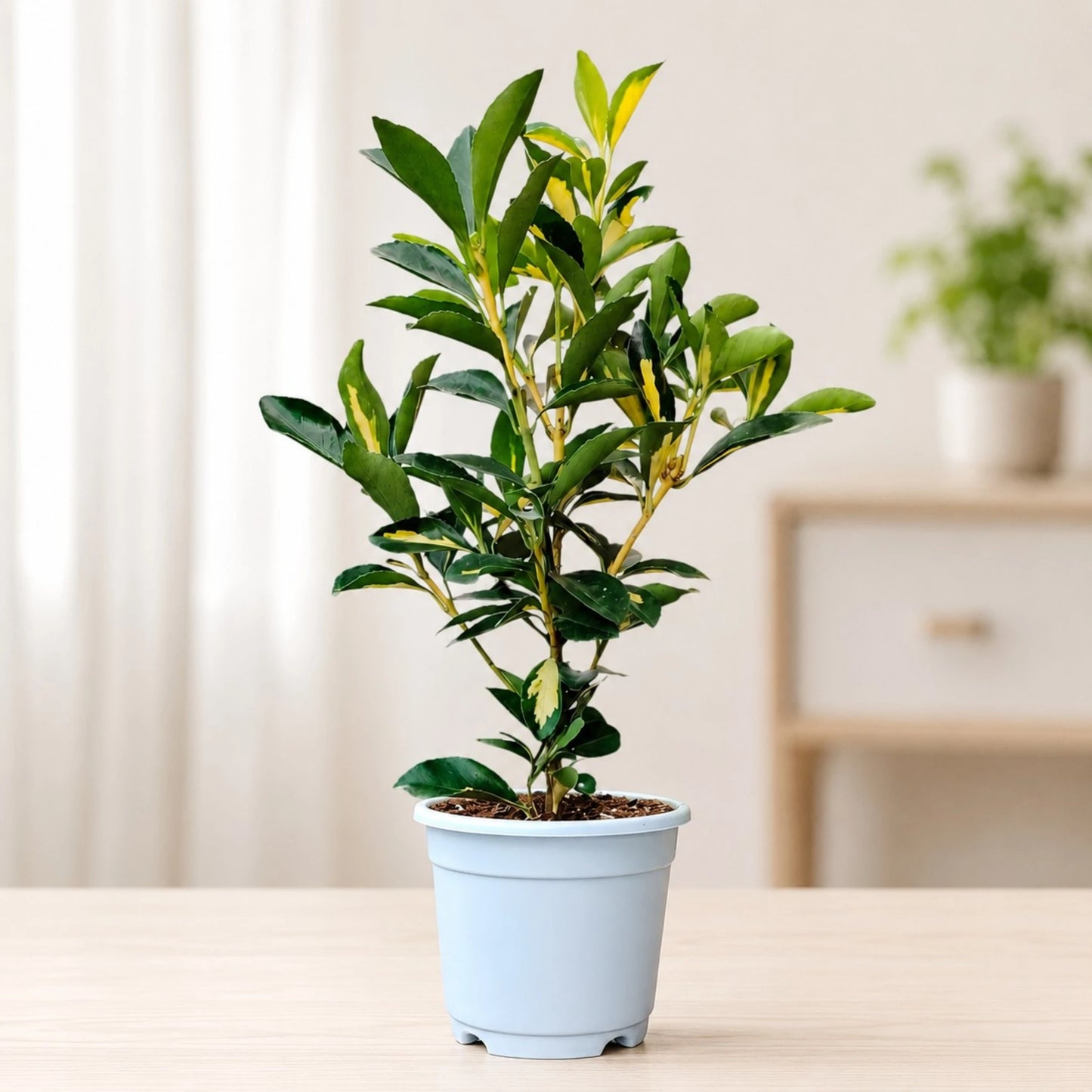 Golden Euonymus Ovatus Aureus Japanese Spindle – Golden Variegated Ornamental Shrub | Evergreen Hedge & Landscape Plant | With Pot