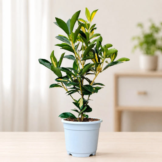 Golden Euonymus Ovatus Aureus Japanese Spindle – Golden Variegated Ornamental Shrub | Evergreen Hedge & Landscape Plant | With Pot