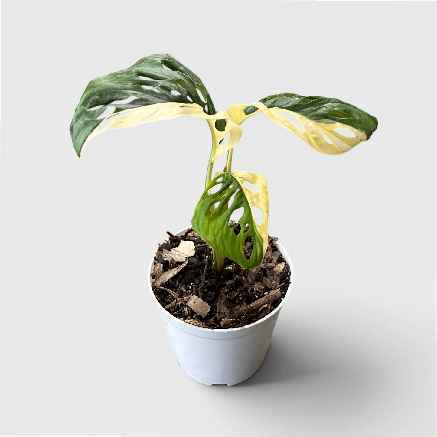 Monstera Adansonii Aurea Half Moon Variegated – Rare Collector Aroid Plant (25–38 CM) | With Pot