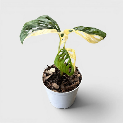 Monstera Adansonii Aurea Half Moon Variegated – Rare Collector Aroid Plant (25–38 CM) | With Pot