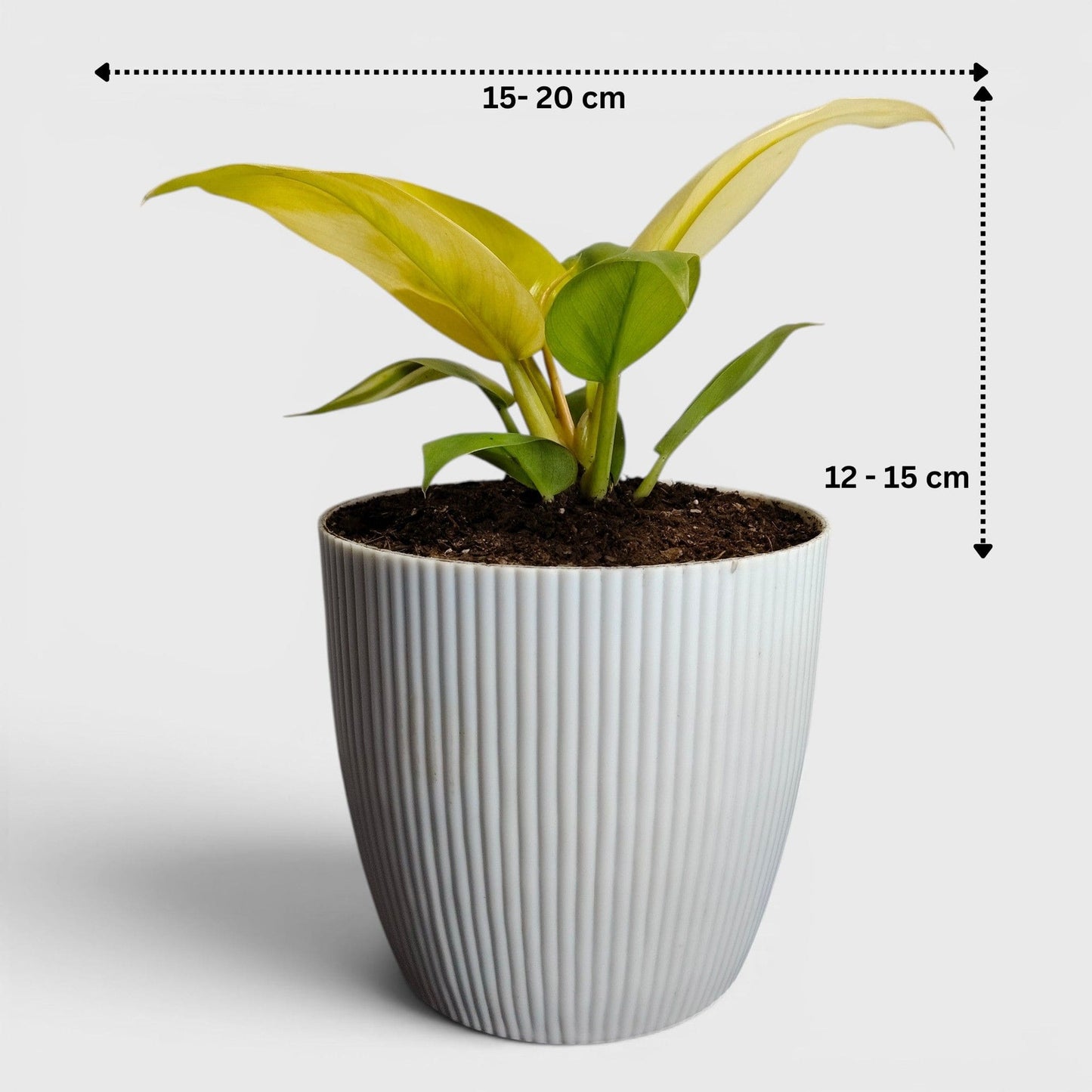 Philodendron Golden Melinonii – Rare Golden Foliage Indoor Plant