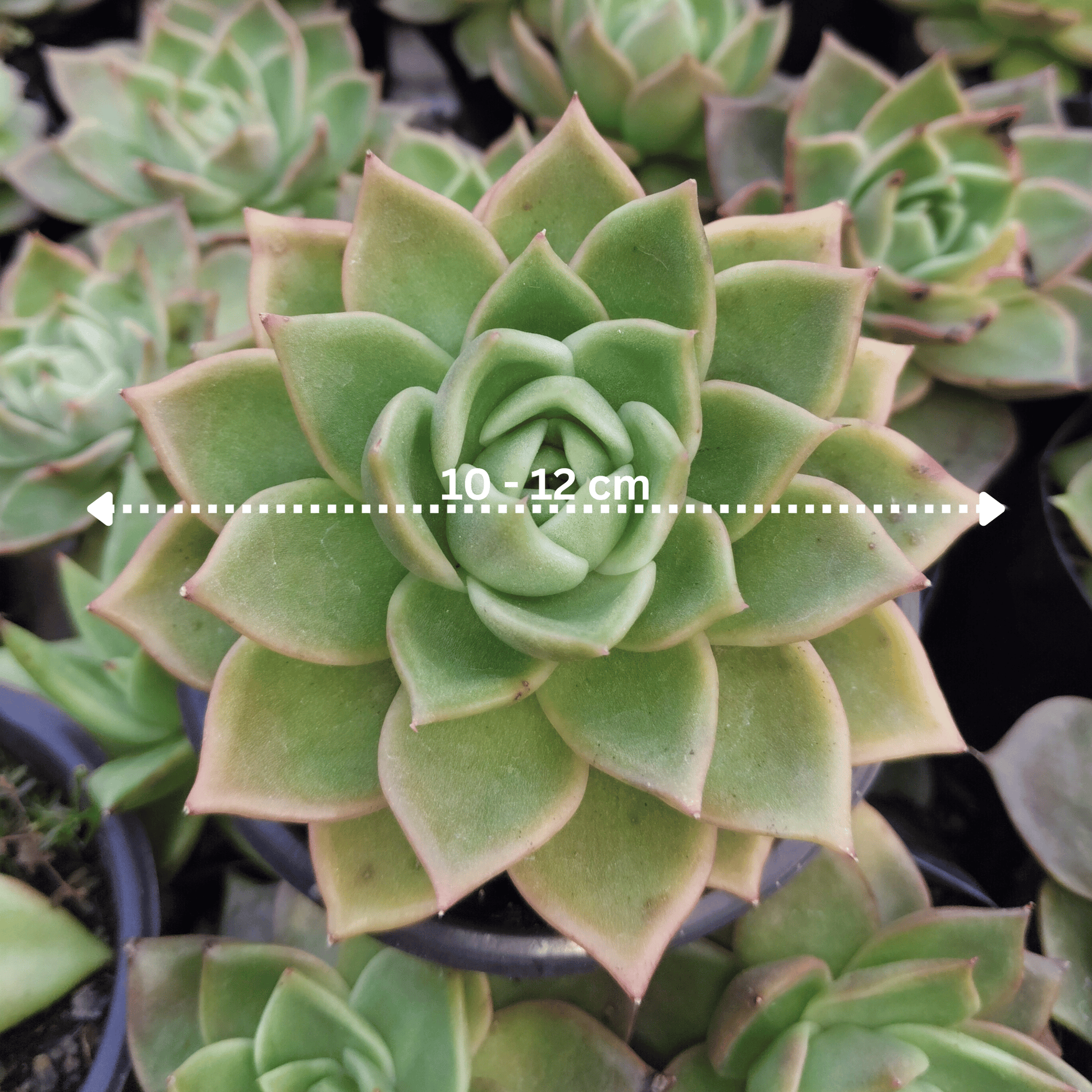 Echeveria Agavoides Ebony Bare-Rooted Hybrid - Rare Succulent | Indoor Collector Plant