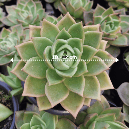Echeveria Agavoides Ebony Bare-Rooted Hybrid - Rare Succulent | Indoor Collector Plant