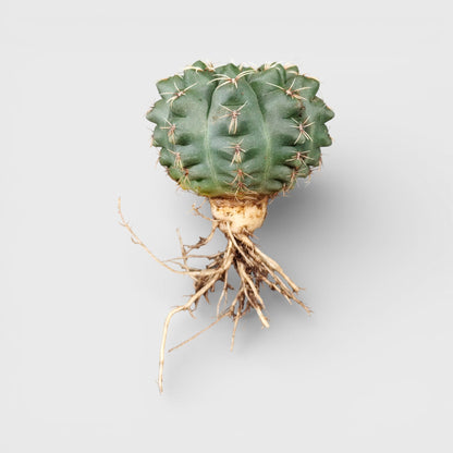 Compact Gymnocalycium Baldianum ideal for desks and shelves