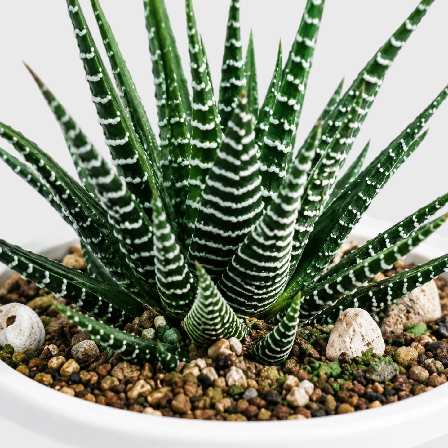 Zebra Haworthia Indoor Plant