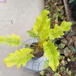 Golden Philodendron Xanadu
