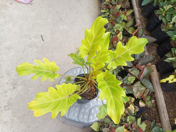 Golden Philodendron Xanadu