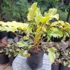 Philodendron xanadu