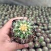 Echinocactus Grusonii