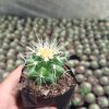Echinocactus Grusonii