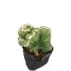 Cereus Forbesii Ming Thing Cactus