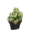 Cereus Forbesii Ming Thing Cactus