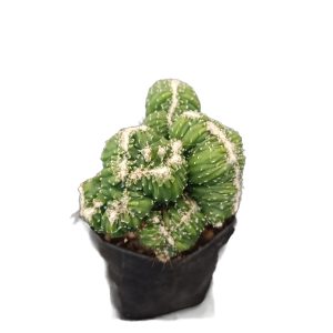 Cereus Forbesii Ming Thing Cactus