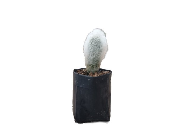 Espostoa Melanostele (Old Man Cactus)