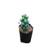 Breast Cactus