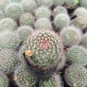 Mammillaria Bocasana Cactus