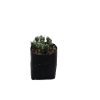 Puna Incahuasi Maihueniopsis Subterranea (Rare Cactus) - Nature's Enchantment for Every Space - Image 2