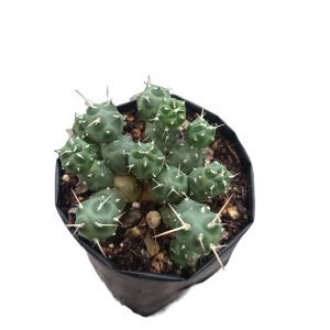 Puna cactus plant