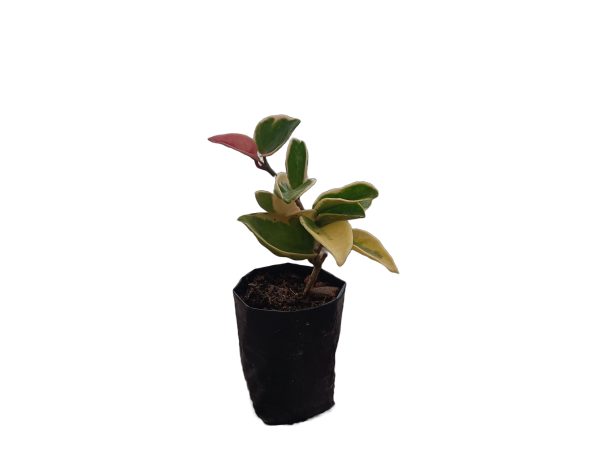 Hoya carnosa 'Krimson Queen' variegated