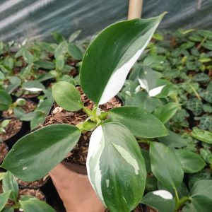 Philodendron white wizard variegated plant