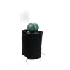 Astrophytum Myrostigma (Bishop’s Hat).