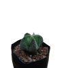 Astrophytum Myrostigma
